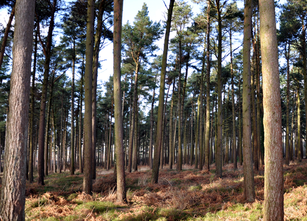 Arborium certification consultancy